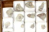 Lot: Blastoid Fossils On Shale From Illinois - Pieces #134137-2